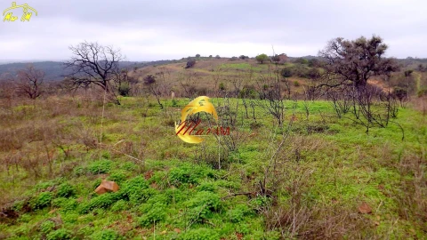 Terreno Agricola ou Rústico para Venda em Azinhal