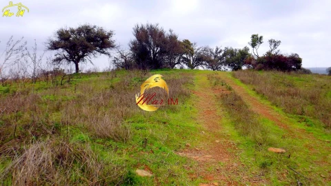 Terreno Agricola ou Rústico para Venda em Azinhal