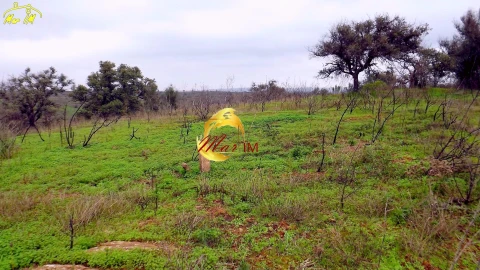Terreno Agricola ou Rústico para Venda em Azinhal
