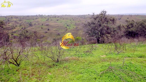 Terreno Agricola ou Rústico para Venda em Azinhal