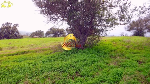 Terreno Agricola ou Rústico para Venda em Azinhal