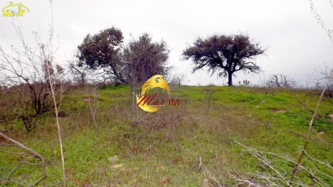 Terreno Agricola ou Rústico para Venda em Azinhal