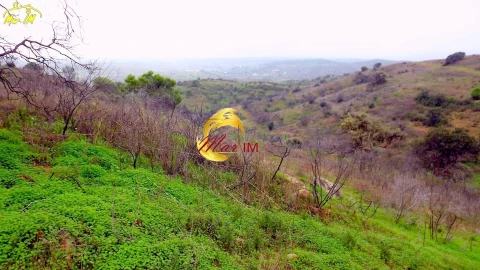 Terreno Agricola ou Rústico para Venda em Azinhal