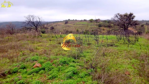 Terreno Agricola ou Rústico para Venda em Azinhal