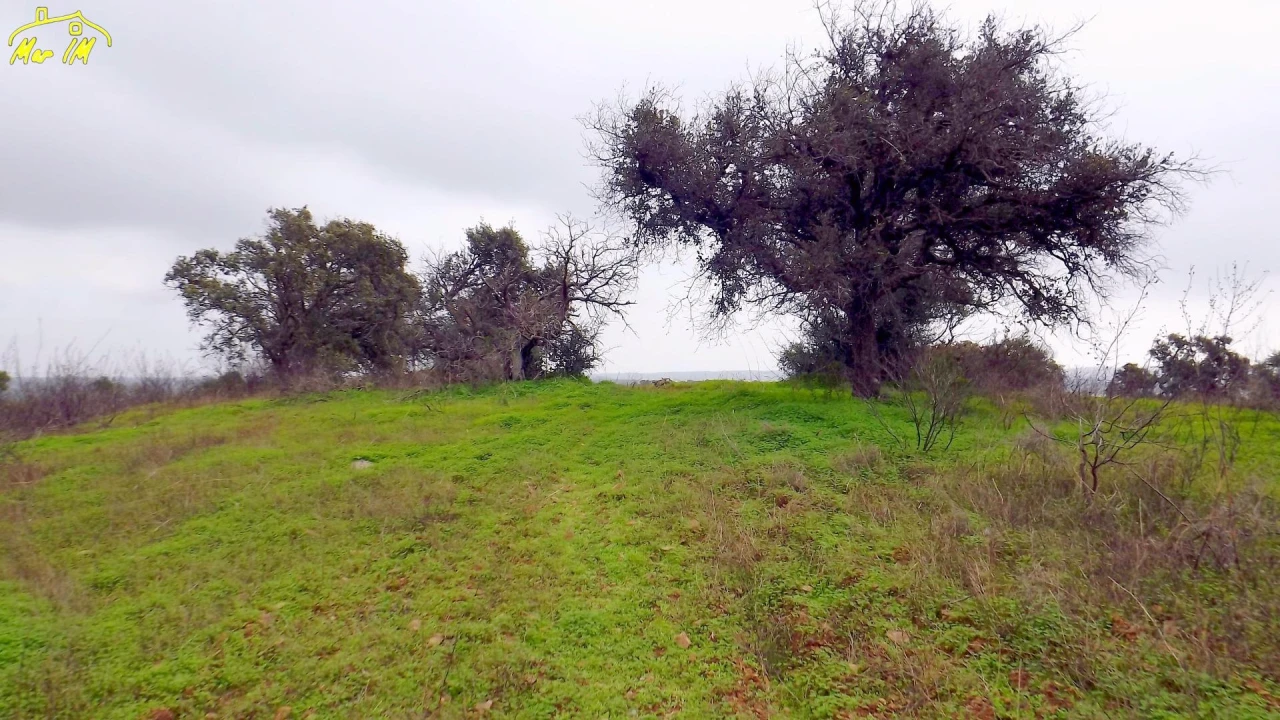 Terreno Agricola ou Rústico para Venda em Azinhal Foto 35