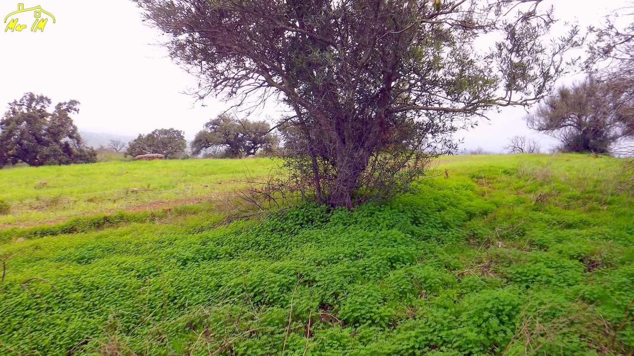 Terreno Agricola ou Rústico para Venda em Azinhal Foto 42