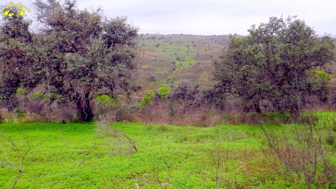 Terreno Agricola ou Rústico para Venda em Azinhal Foto 43