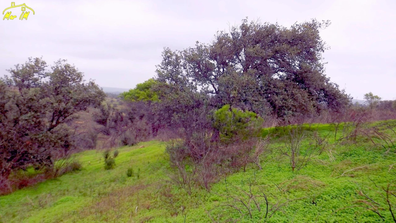 Terreno Agricola ou Rústico para Venda em Azinhal Foto 45