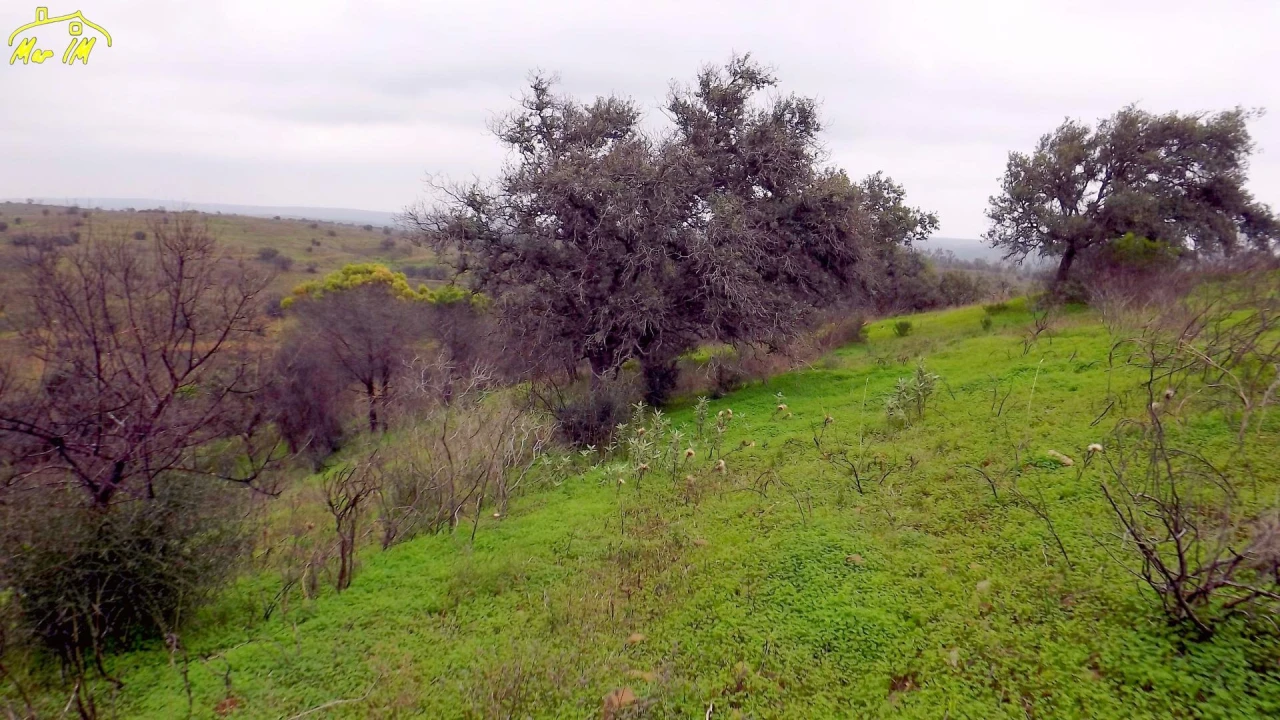 Terreno Agricola ou Rústico para Venda em Azinhal Foto 47