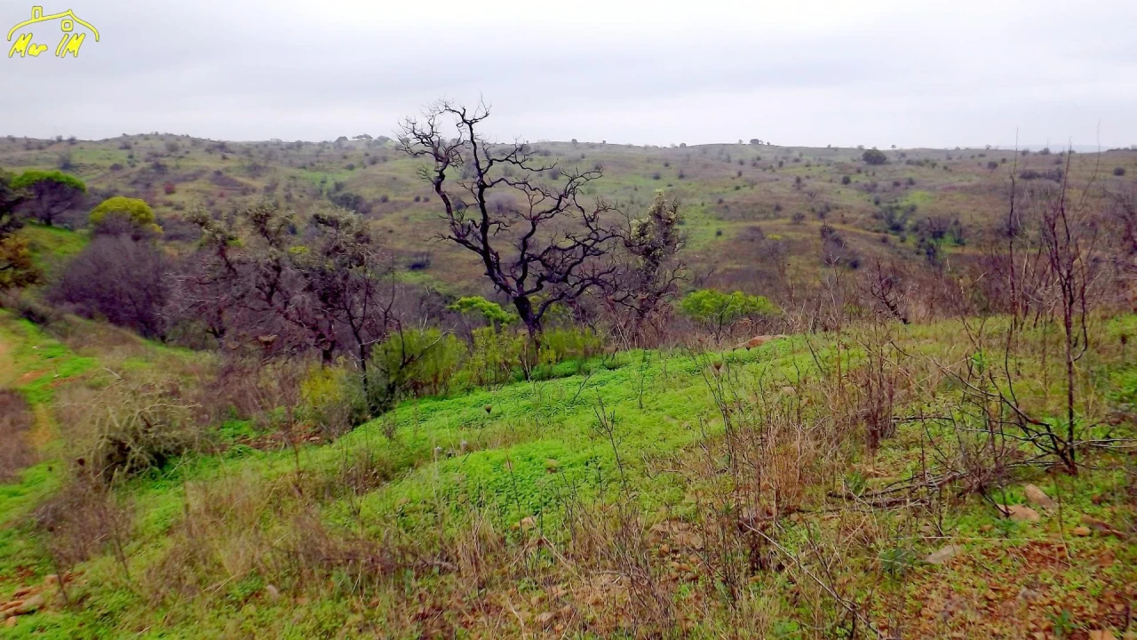 Terreno Agricola ou Rústico para Venda em Azinhal Foto 50
