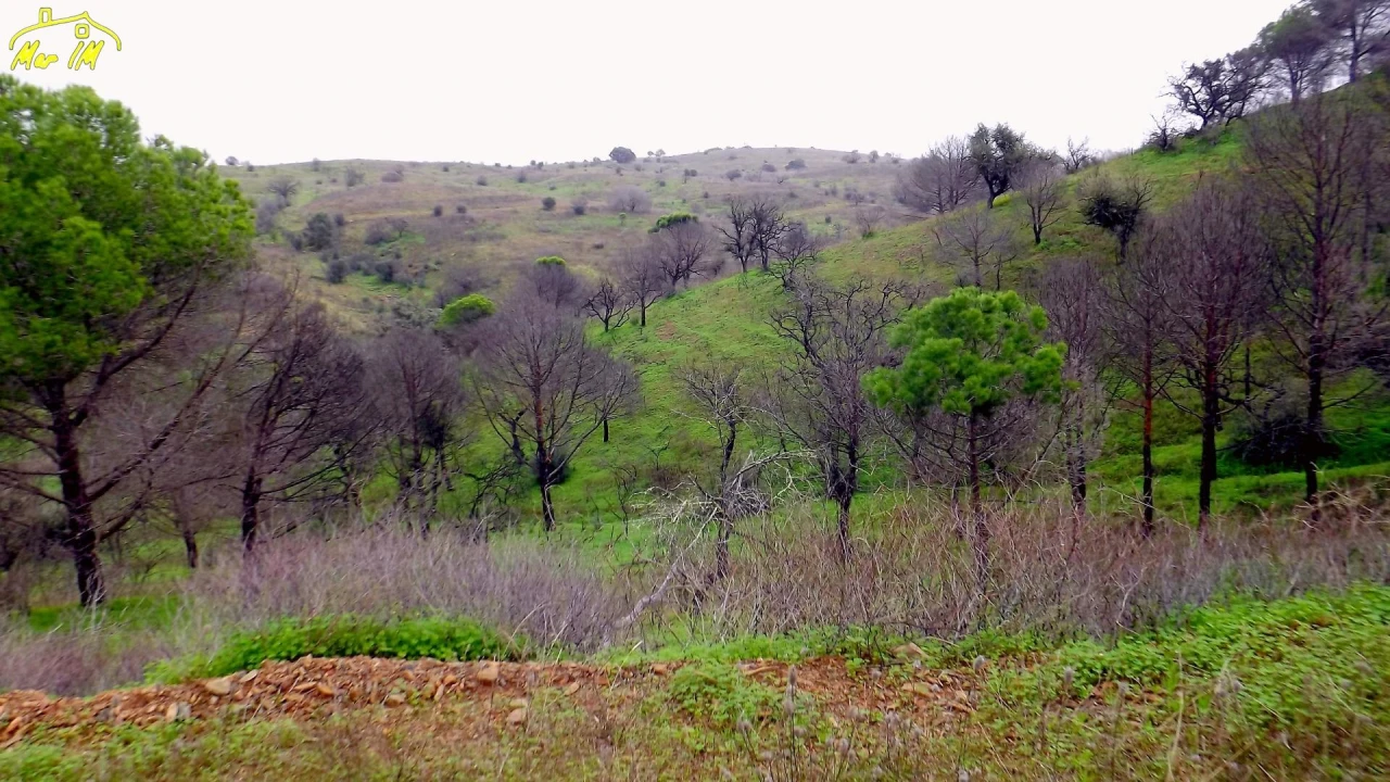 Terreno Agricola ou Rústico para Venda em Azinhal Foto 8