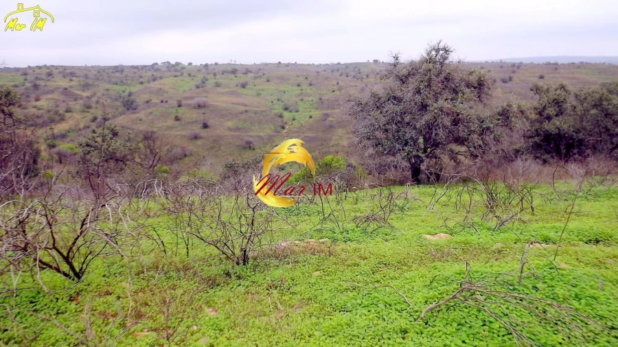 Terreno Agricola ou Rústico para Venda em Azinhal Foto 38