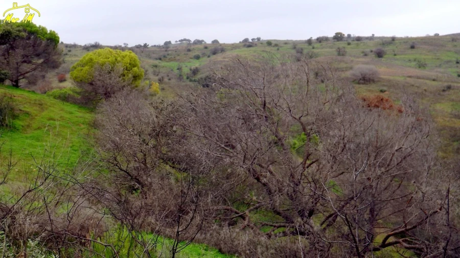 Terreno Agricola ou Rústico para Venda em Azinhal Foto 13