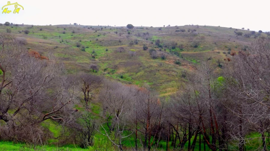 Terreno Agricola ou Rústico para Venda em Azinhal Foto 14