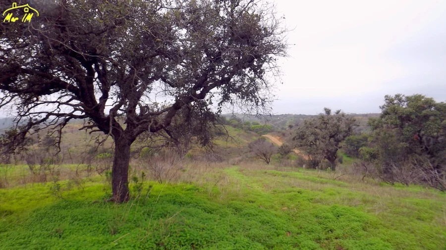 Terreno Agricola ou Rústico para Venda em Azinhal Foto 18