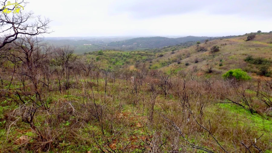 Terreno Agricola ou Rústico para Venda em Azinhal Foto 29
