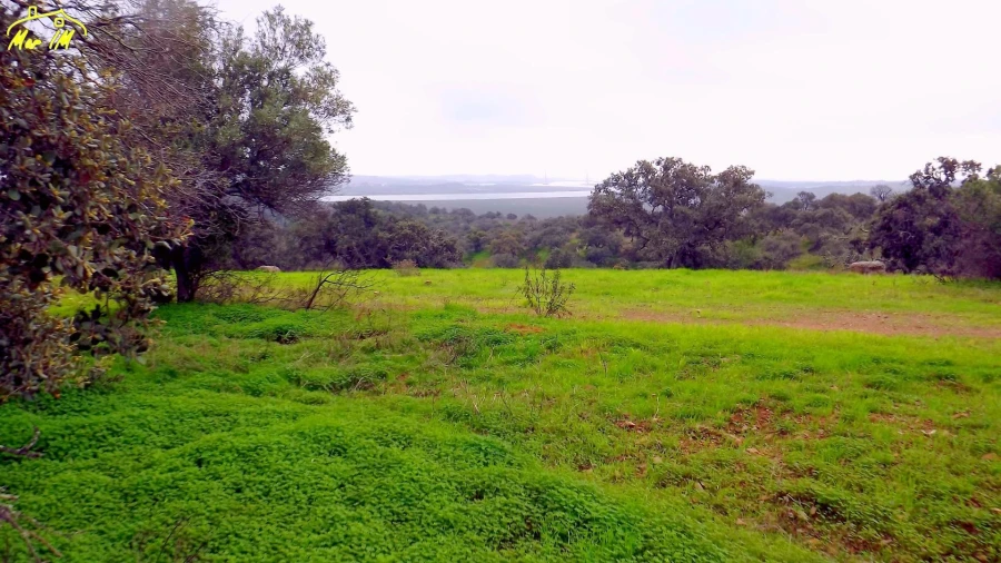 Terreno Agricola ou Rústico para Venda em Azinhal Foto 40