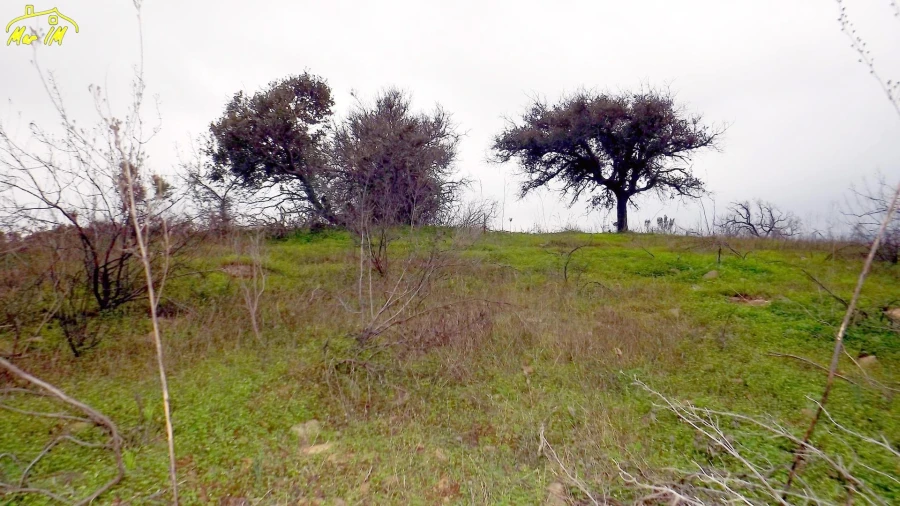 Terreno Agricola ou Rústico para Venda em Azinhal Foto 46