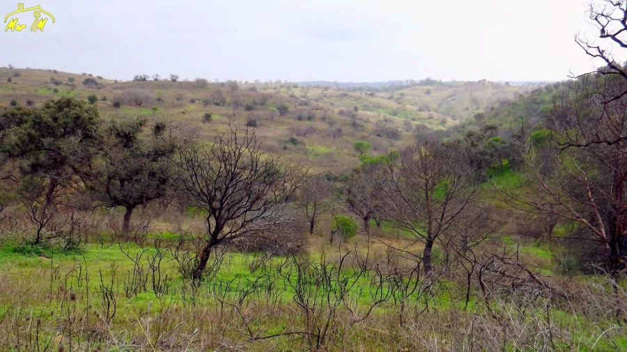Terreno Agricola ou Rústico para Venda em Azinhal Foto 6