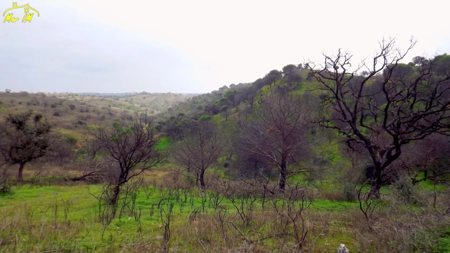 Terreno Agricola ou Rústico para Venda em Azinhal Foto 7