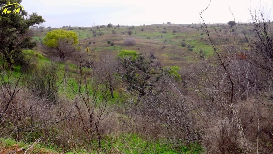 Terreno Agricola ou Rústico para Venda em Azinhal Foto 9