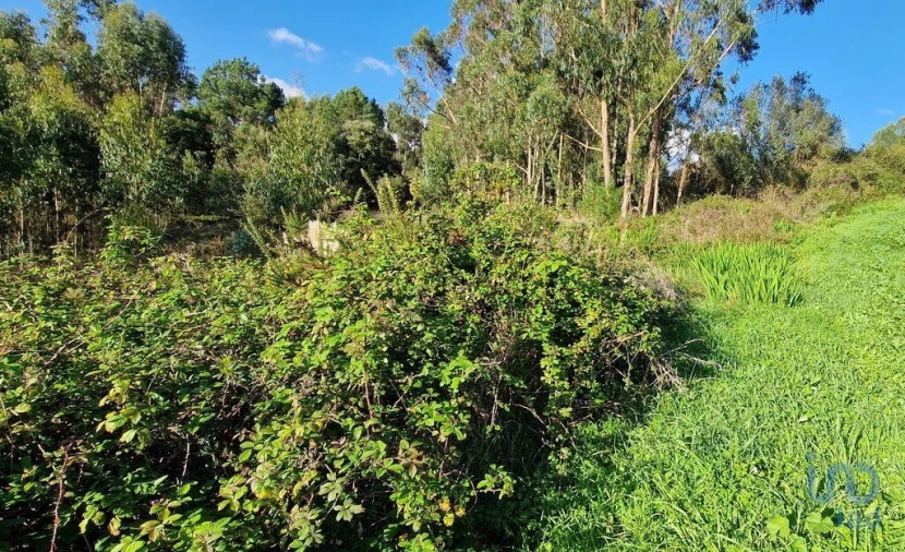 Terreno para Venda em Igreja Nova e Cheleiros Foto 2