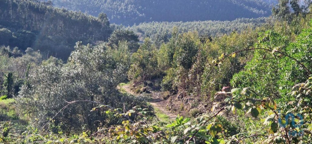 Terreno para Venda em Igreja Nova e Cheleiros Foto 4