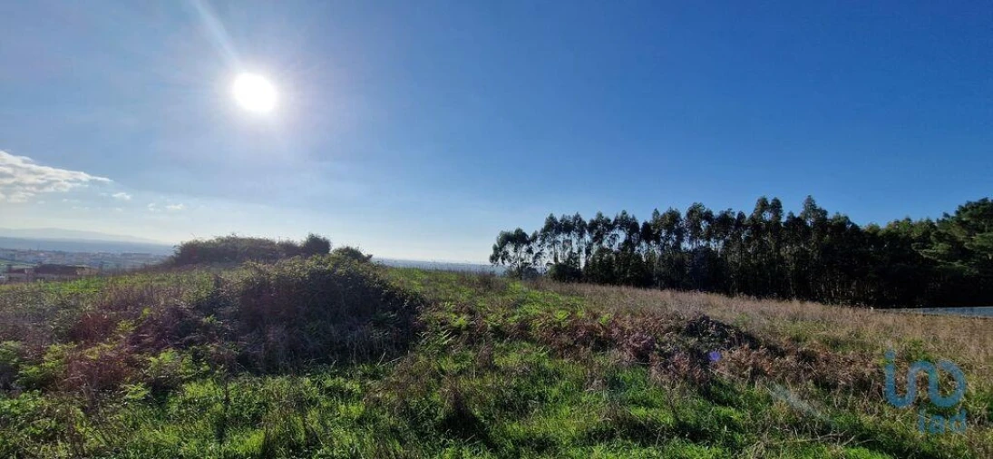 Terreno para Venda em Igreja Nova e Cheleiros Foto 11