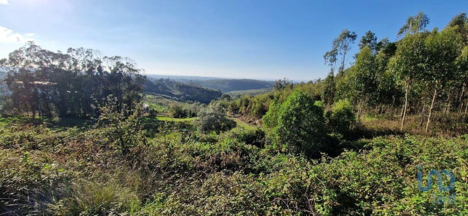 Terreno para Venda em Igreja Nova e Cheleiros Foto 1