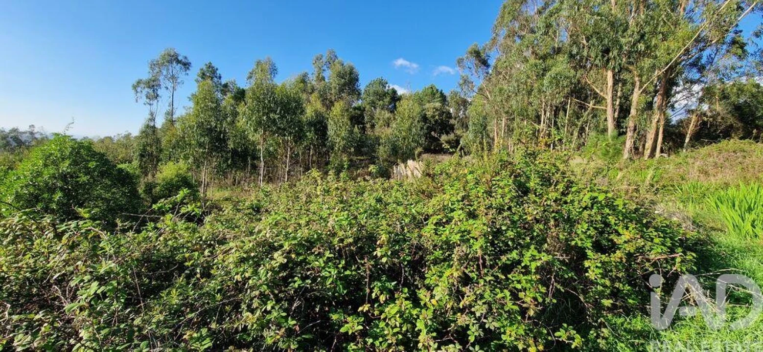 Terreno para Venda em Igreja Nova e Cheleiros Foto 16