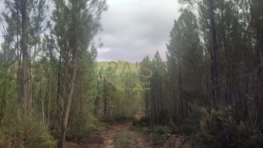 Terreno para Venda em Covilhã e Canhoso Foto 2