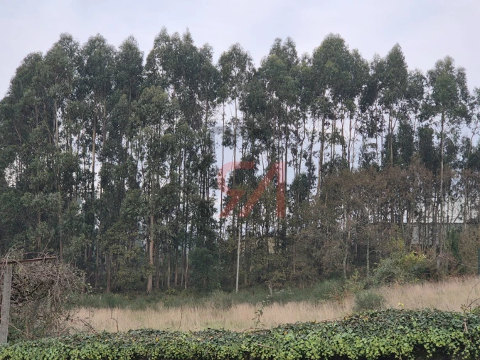 Quinta T0 para Venda em Meixomil Foto 15