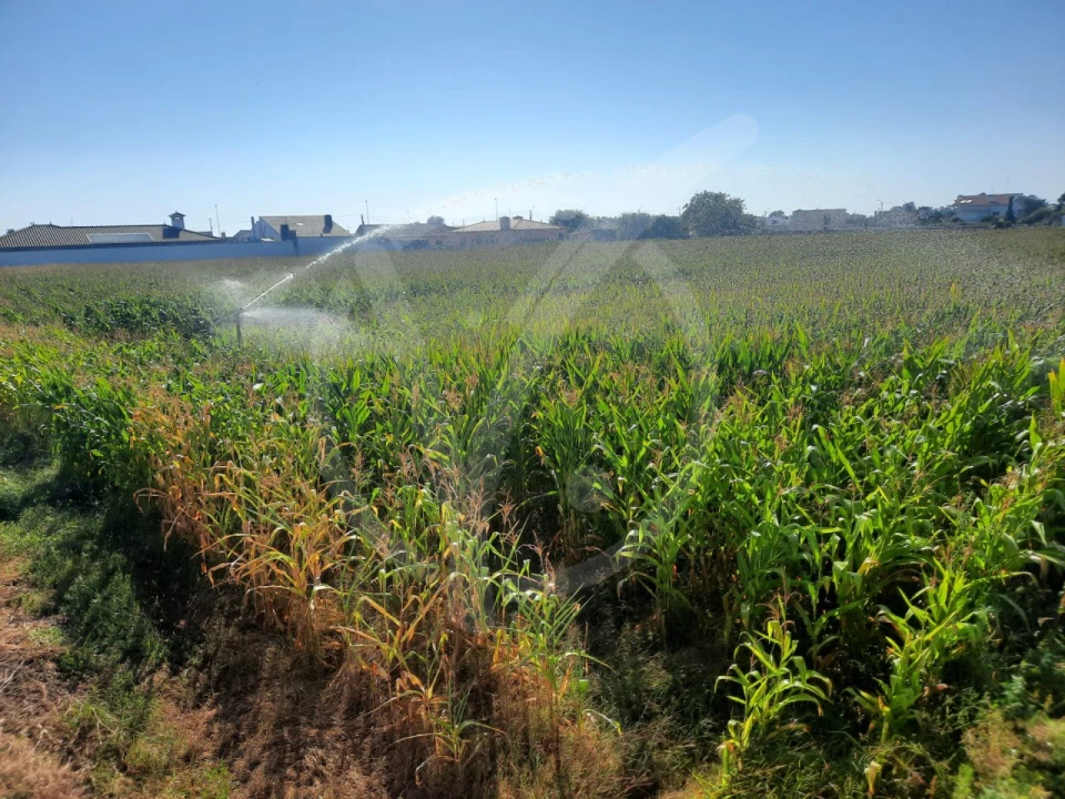 Terreno para Venda em Estela Foto 4