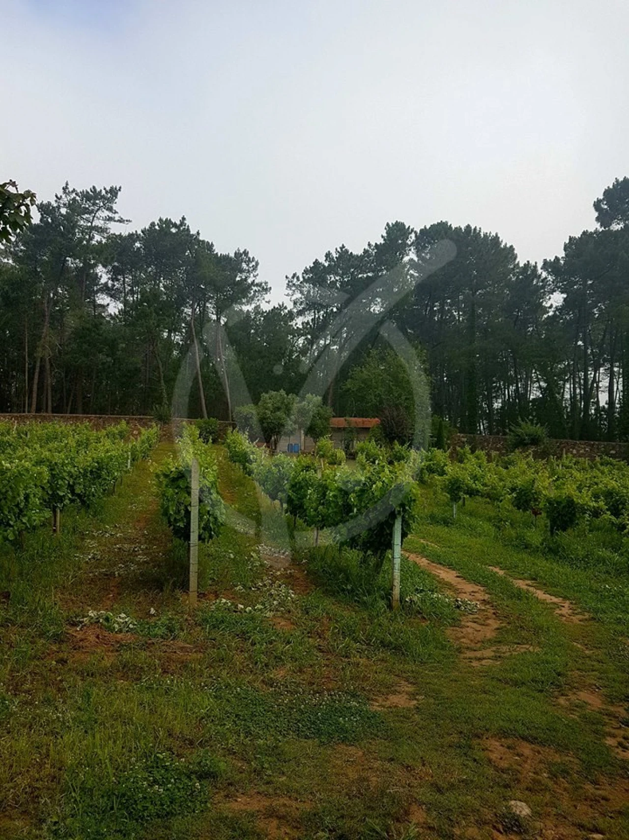 Terreno para Venda em Milhazes, Vilar de Figos e Faria Foto 5
