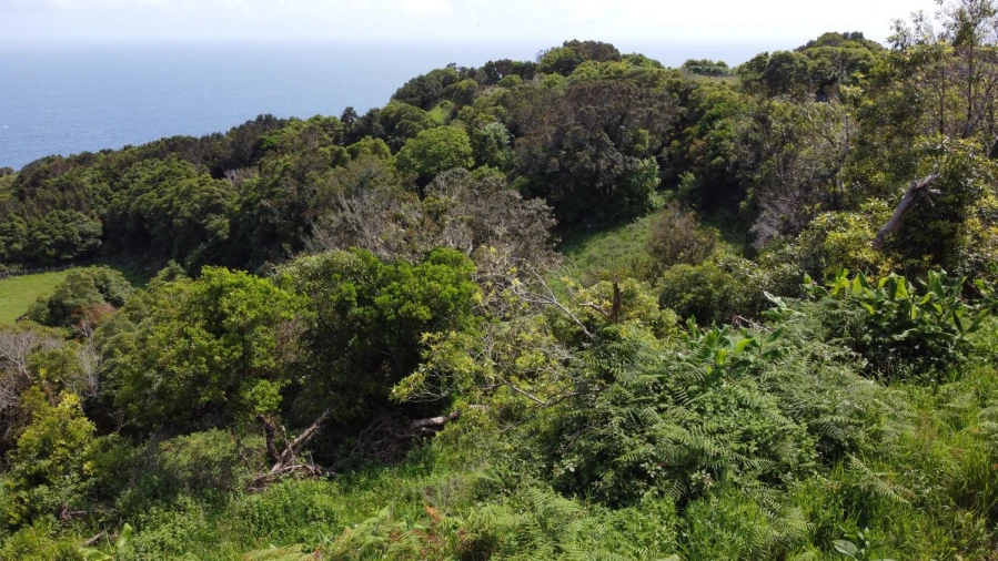 Terreno Agricola ou Rústico para Venda em Calheta de Nesquim Foto 15