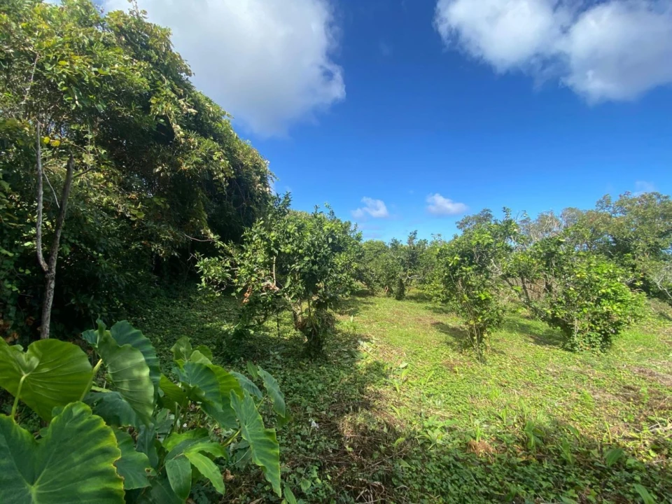 Moradia T3 para Venda em São Roque do Pico Foto 9