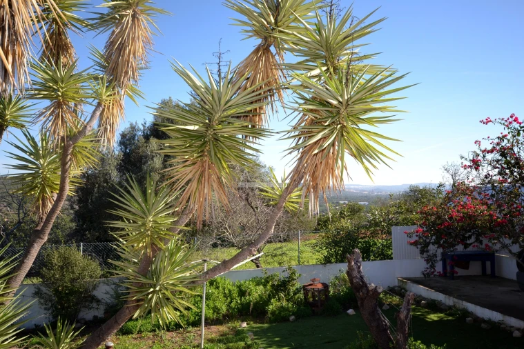 Moradia T2 para Venda em Boliqueime Foto 27