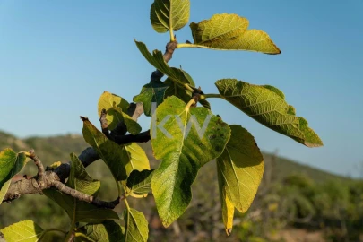 Terreno para Venda em Boliqueime