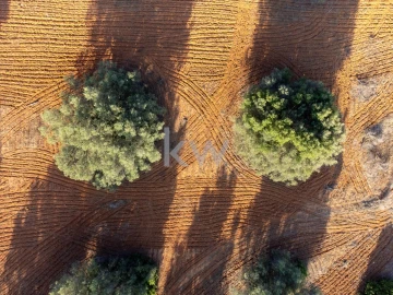 Terreno para Venda em Boliqueime