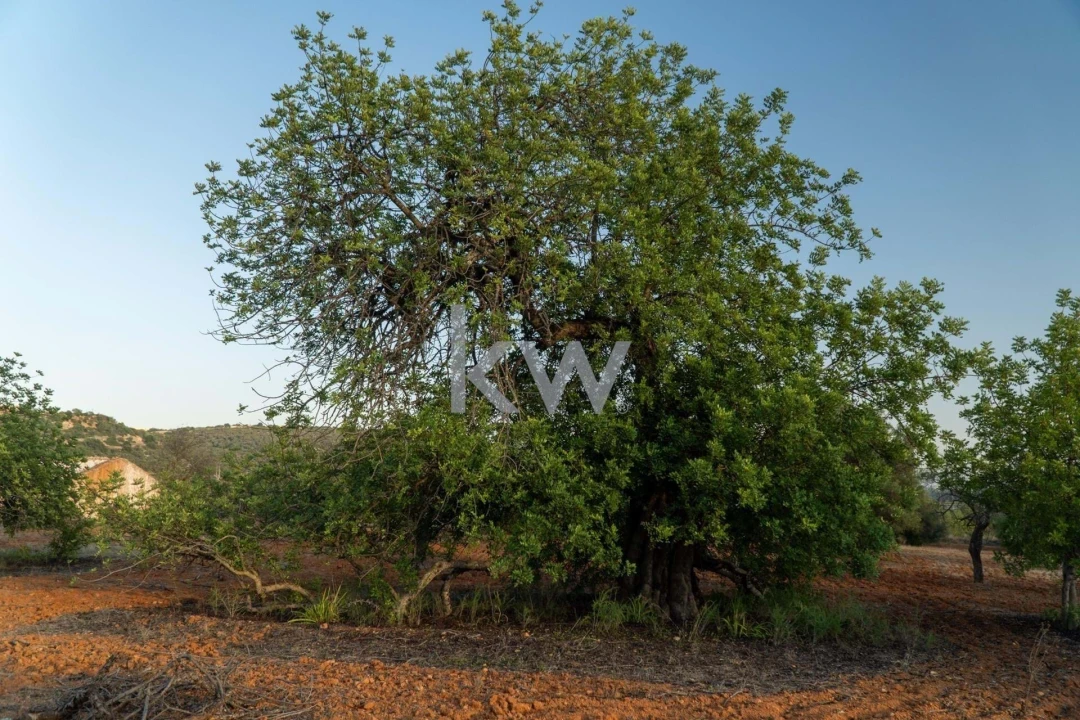 Terreno para Venda em Boliqueime Foto 25