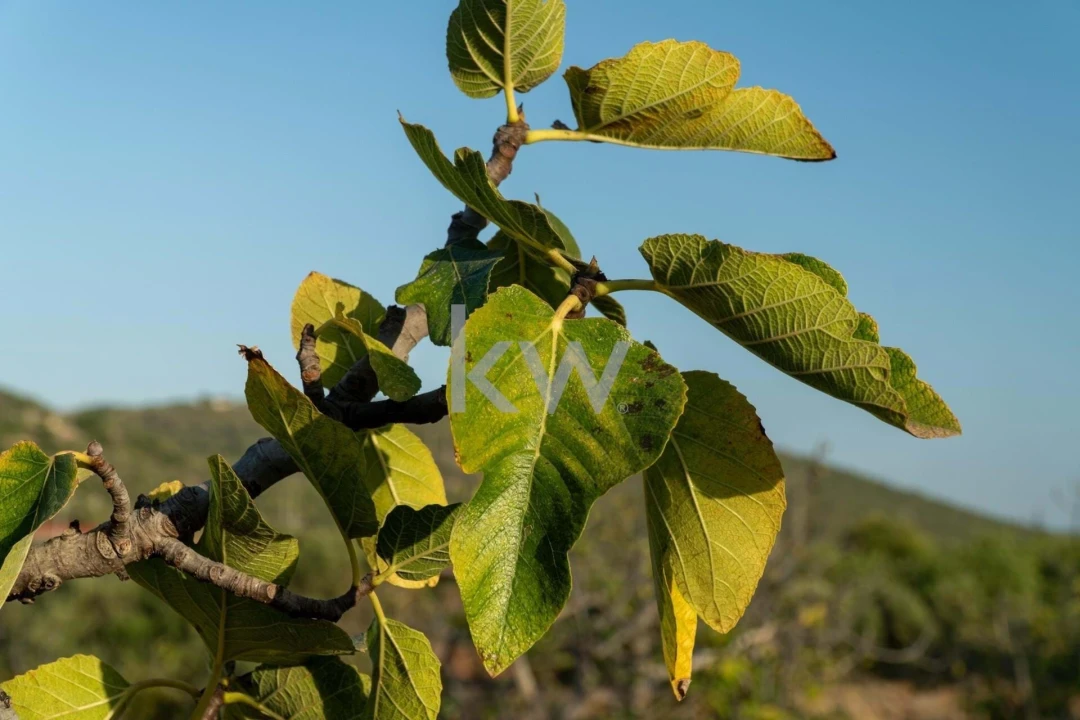 Terreno para Venda em Boliqueime Foto 31