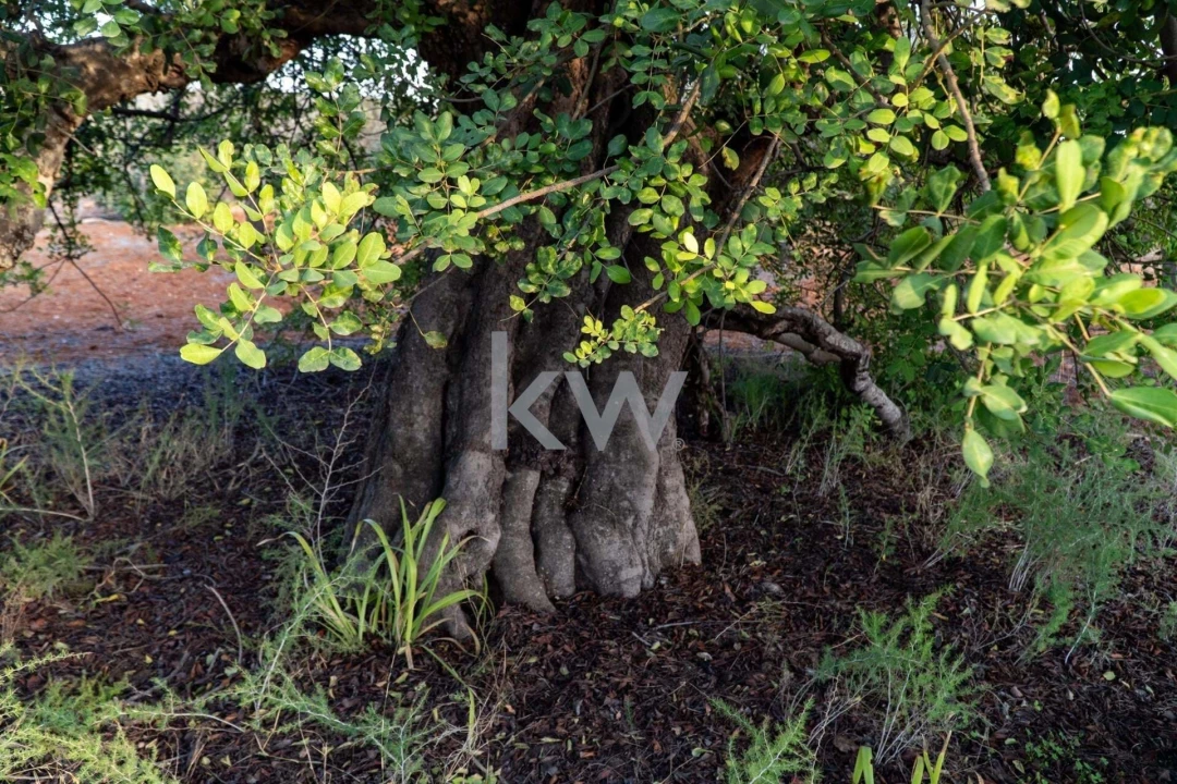 Terreno para Venda em Boliqueime Foto 26