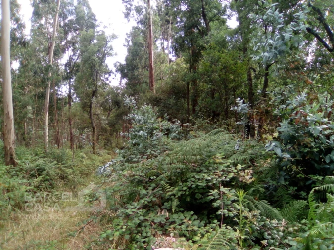 Terreno para Venda em Remelhe Foto 3