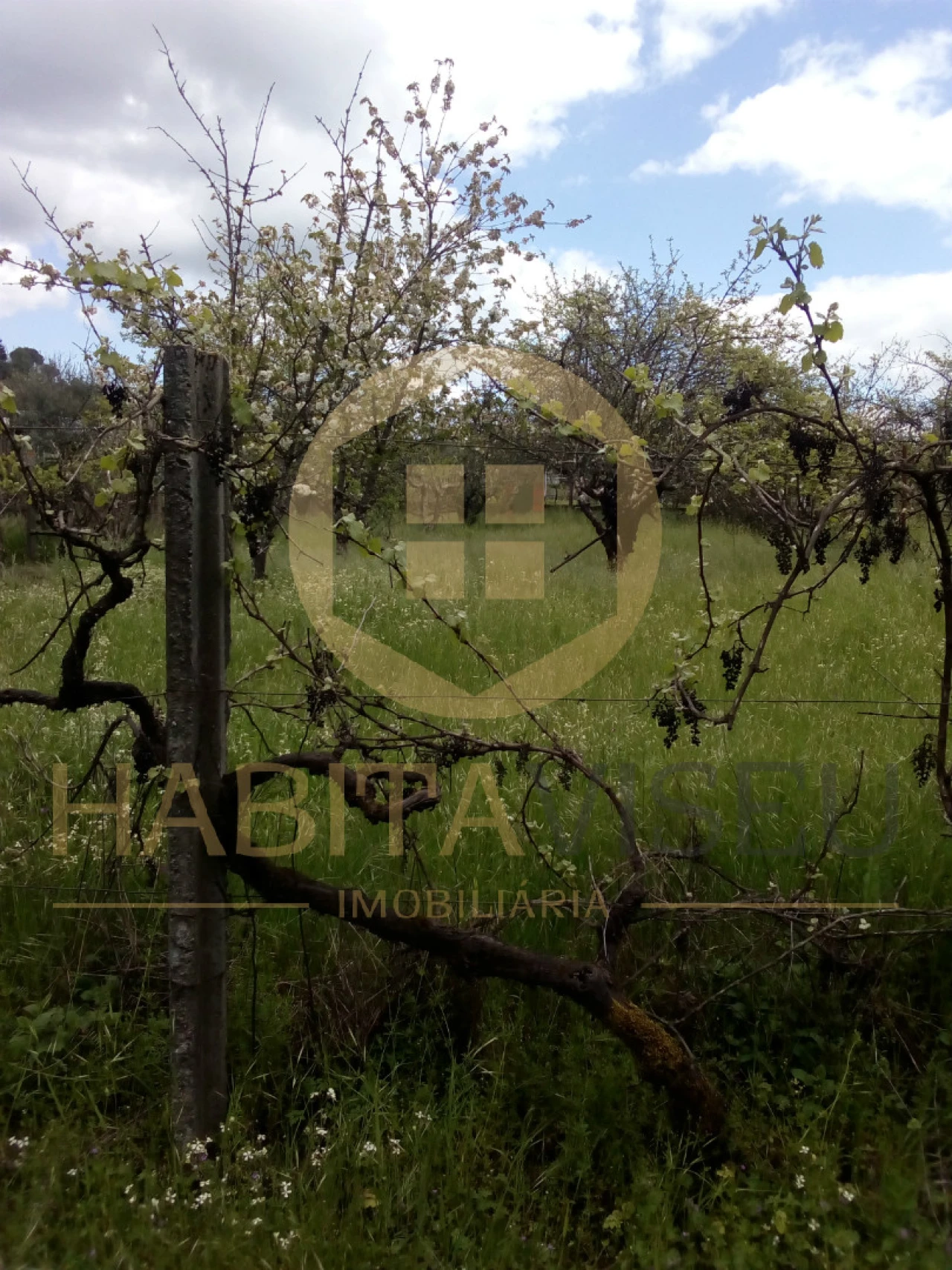 Quinta T4 para Venda em Mangualde, Mesquitela e Cunha Alta Foto 22