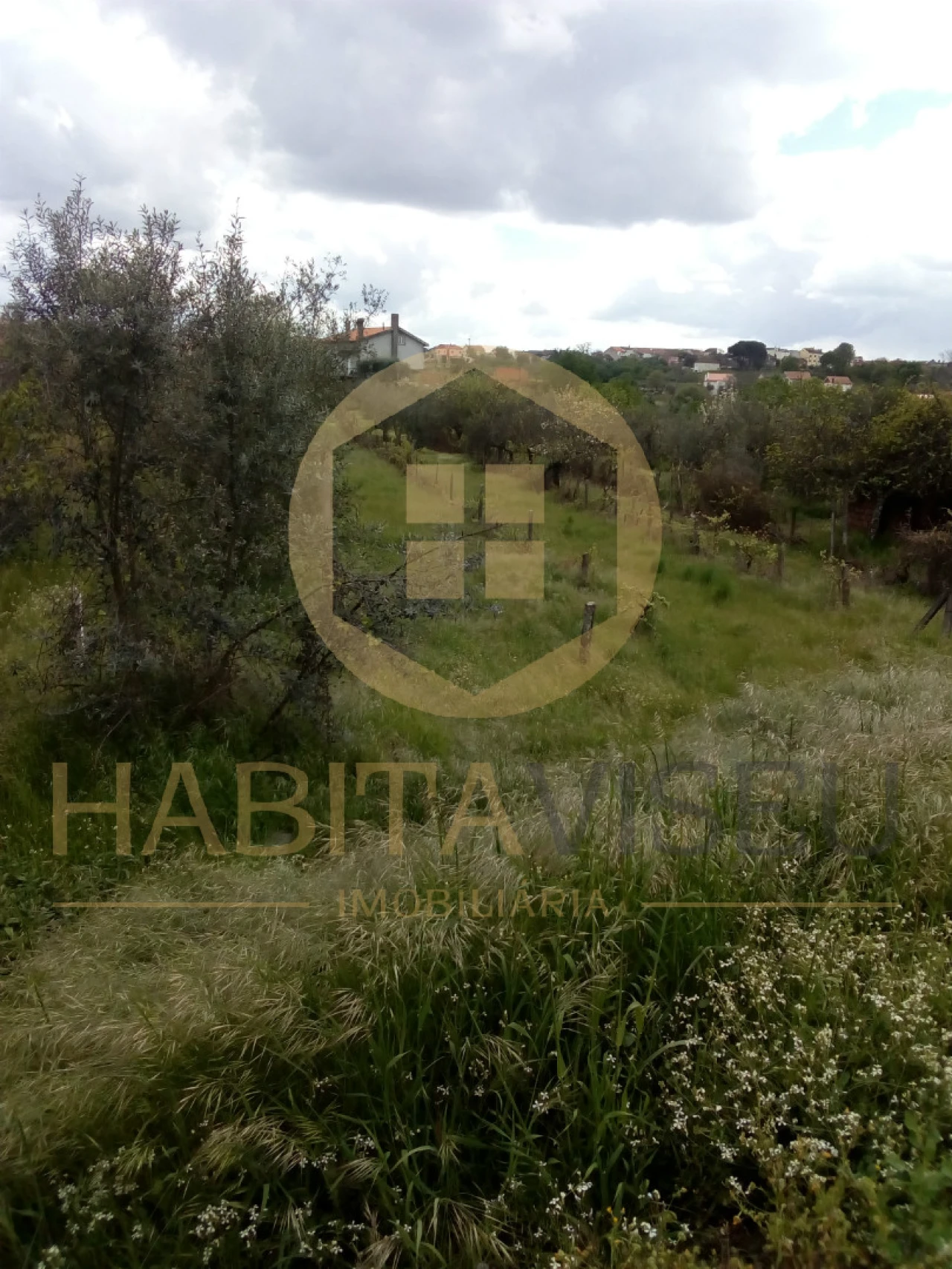 Quinta T4 para Venda em Mangualde, Mesquitela e Cunha Alta Foto 3