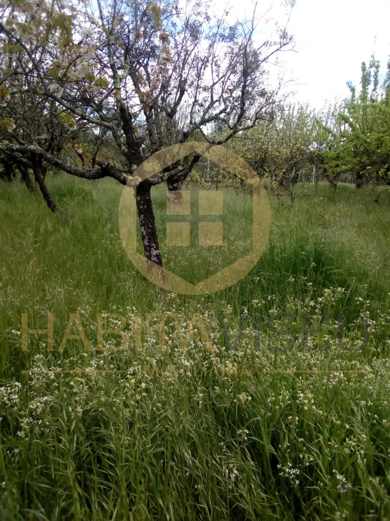 Quinta T4 para Venda em Mangualde, Mesquitela e Cunha Alta Foto 7