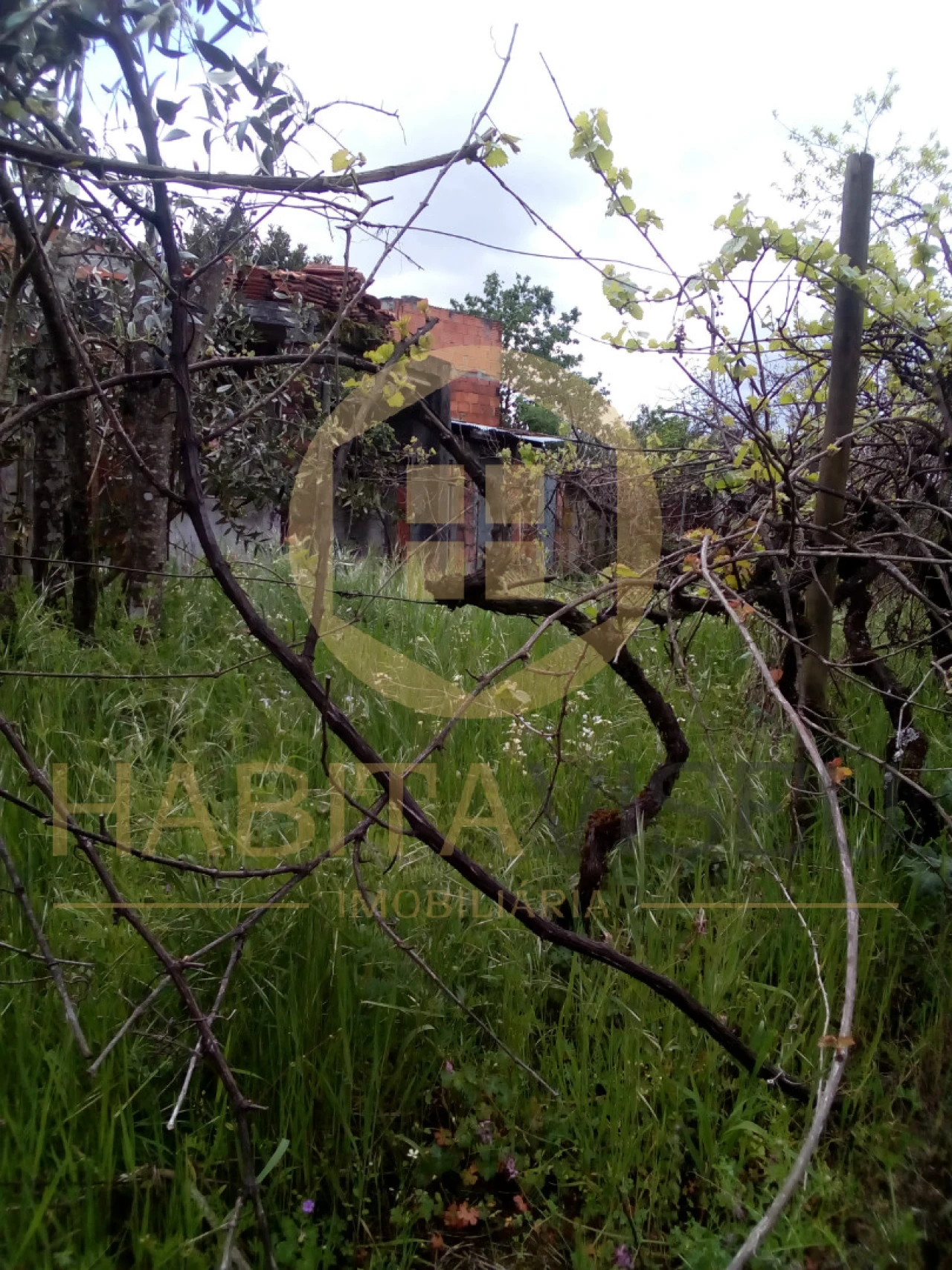 Quinta T4 para Venda em Mangualde, Mesquitela e Cunha Alta Foto 15