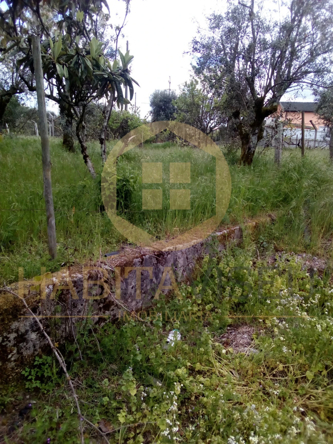 Quinta T4 para Venda em Mangualde, Mesquitela e Cunha Alta Foto 10