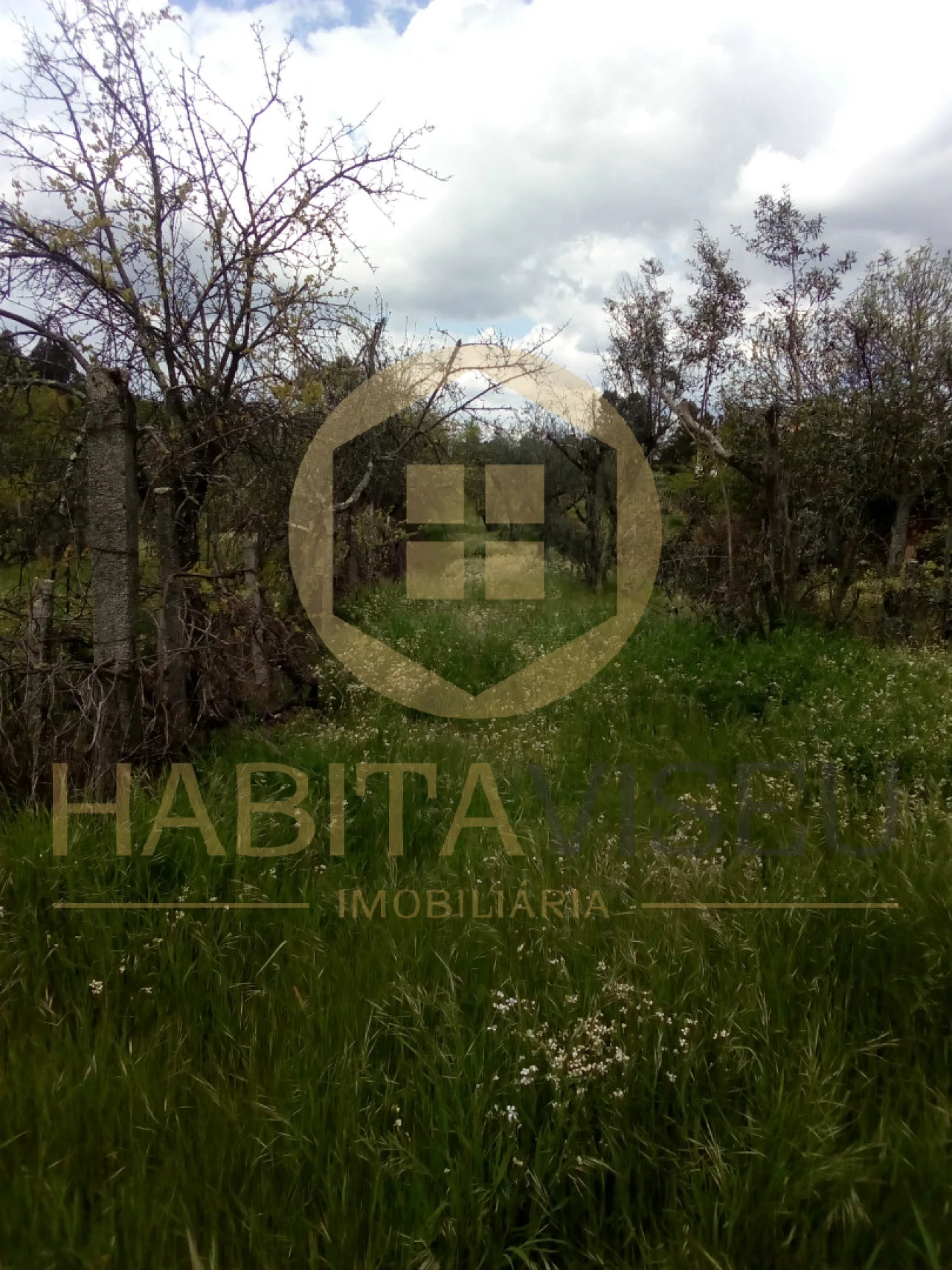 Quinta T4 para Venda em Mangualde, Mesquitela e Cunha Alta Foto 16