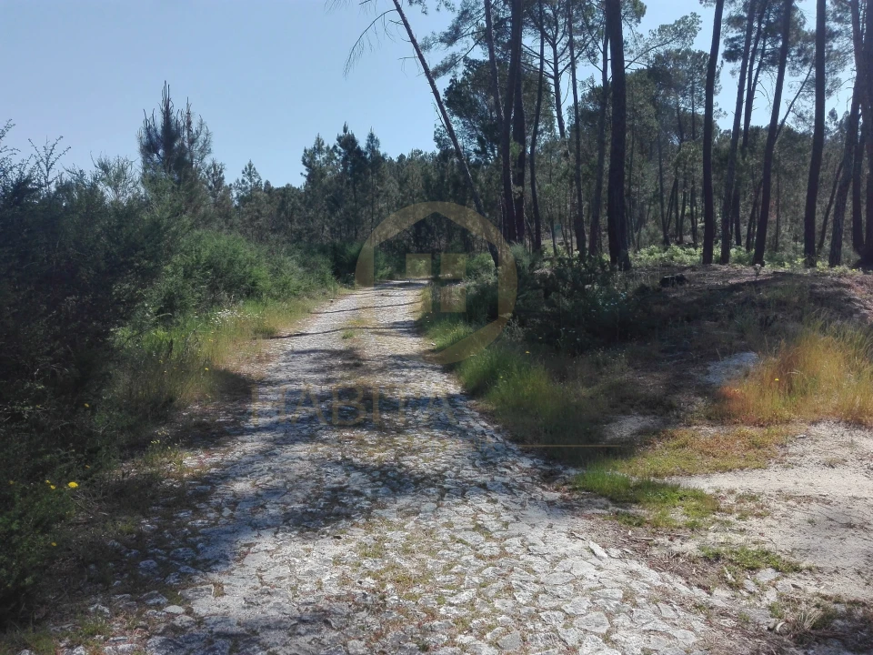 Terreno para Venda em Santar e Moreira Foto 12
